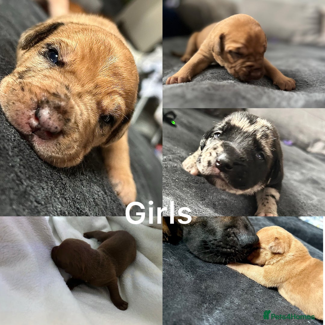 Mixed Breed dogs for sale: Mix breed Staff  - Advert 4