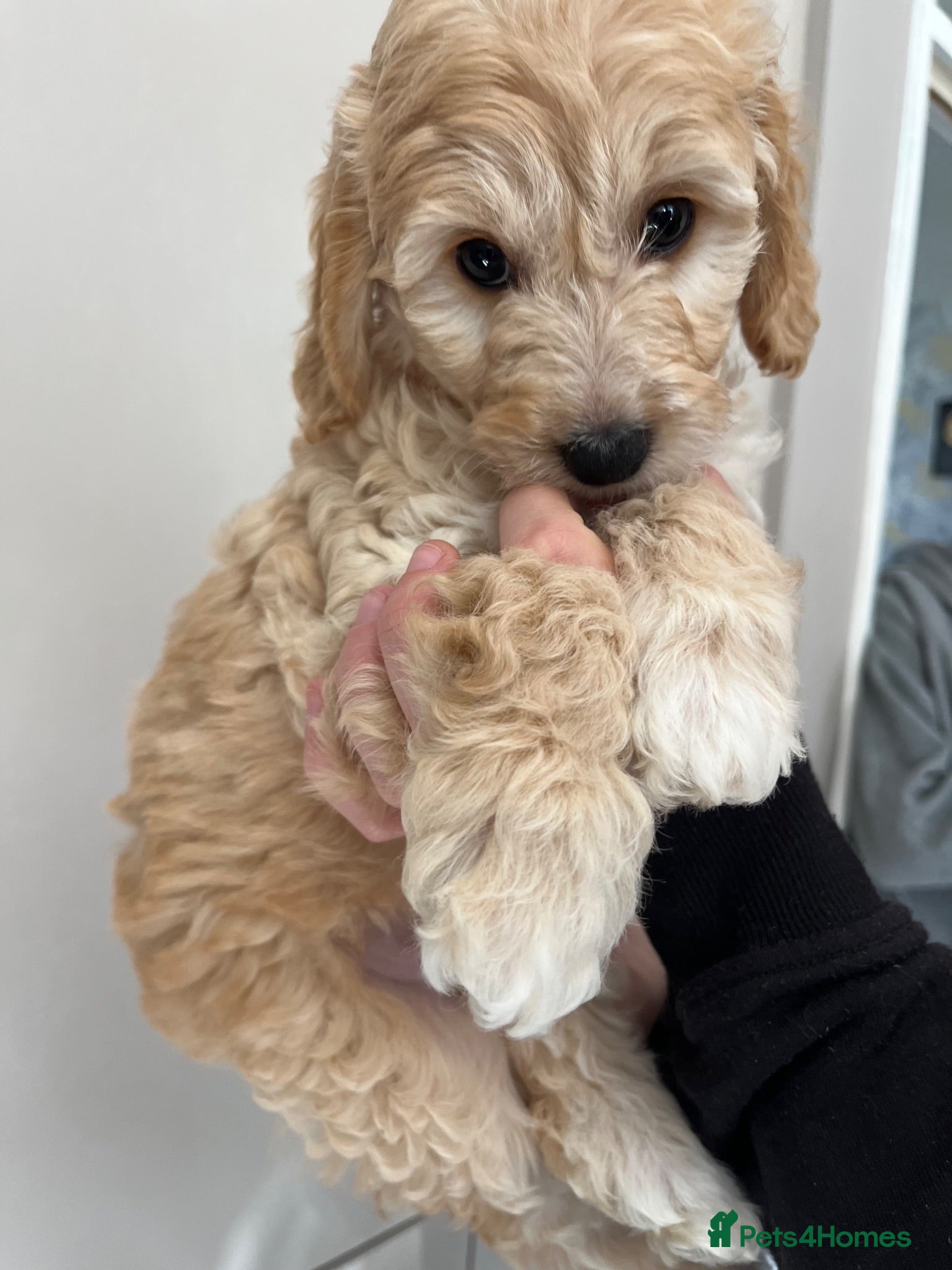Cavapoochon dogs Cavapoochon puppies **ready now** - Advert 2