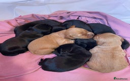 Cockerdor dogs for sale: Outstanding working gun puppies  - Image 16