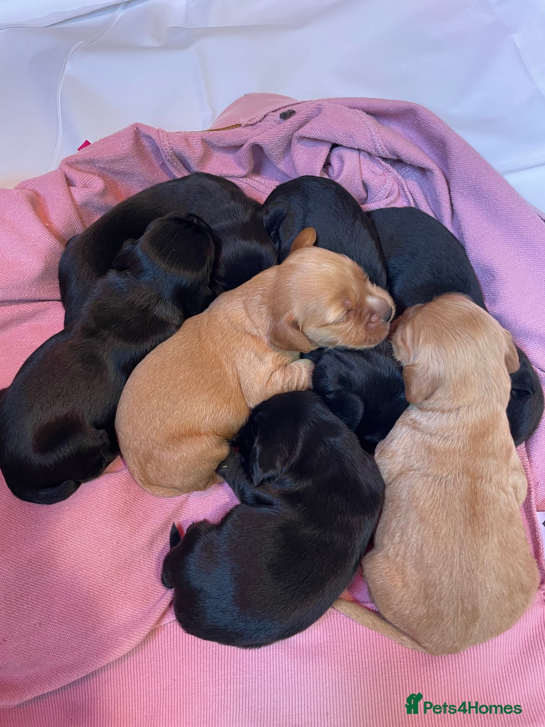 Cockerdor dogs for sale: Outstanding working gun puppies  - Image 16