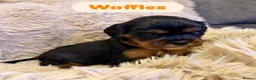 Cavalier King Charles Spaniel dogs for sale: 5 Beautiful Cavalier Puppies  in Stockport - Advert 8
