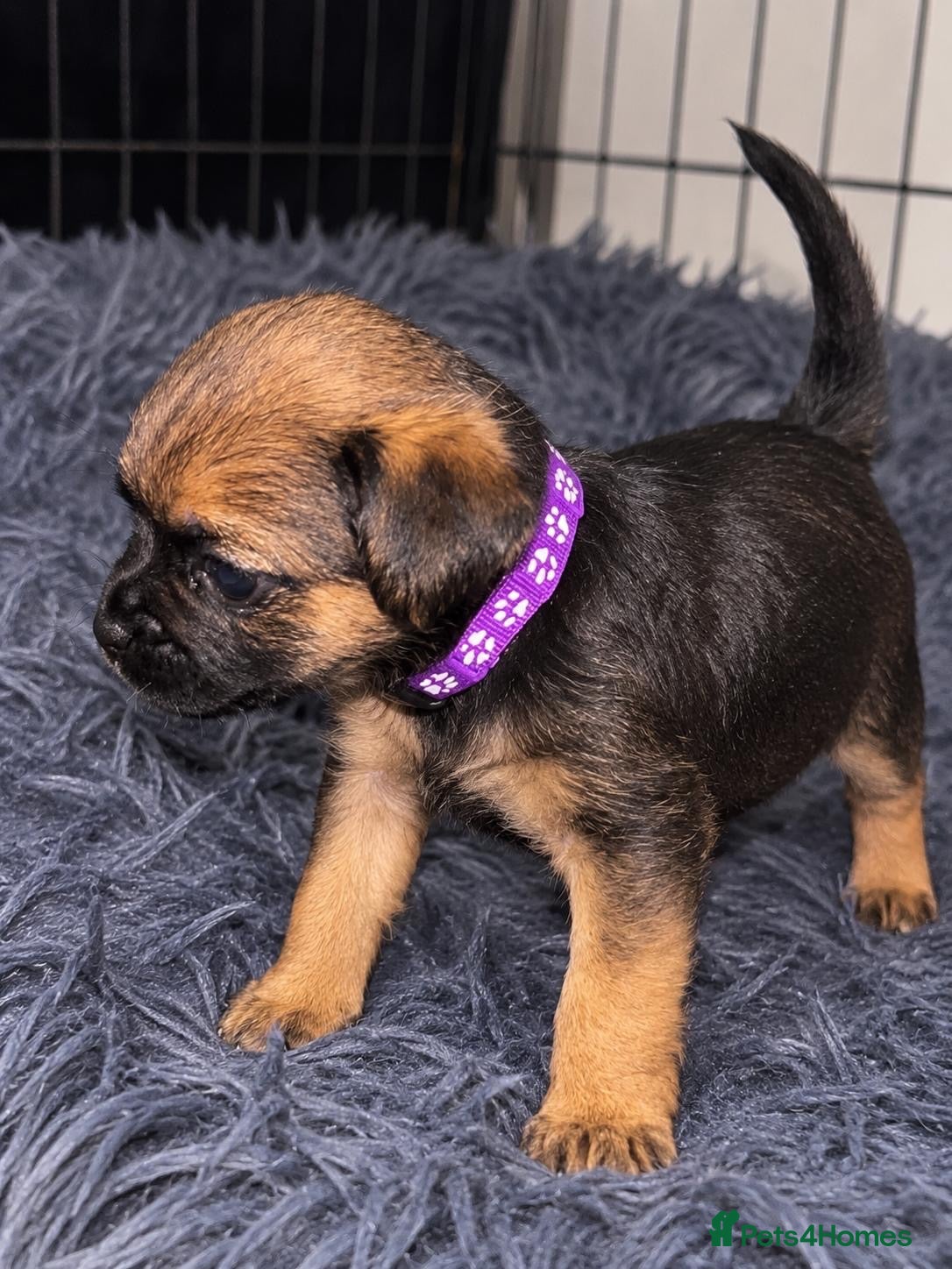 Border Terrier dogs 5 STAR Border terrier PUPS🌟 KC REG /SLEM CLEAR - Advert 14