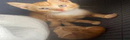 Mixed Breed cats for sale: 2 Gorgeous ginger Kittens - Advert 7