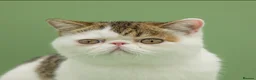 Exotic cats for sale: Gorgeous GCCF reg. Exotic kittens - Advert 3