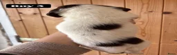 English Springer Spaniel dogs for sale: Working Pure Springer Spaniel Puppies  - Advert 4