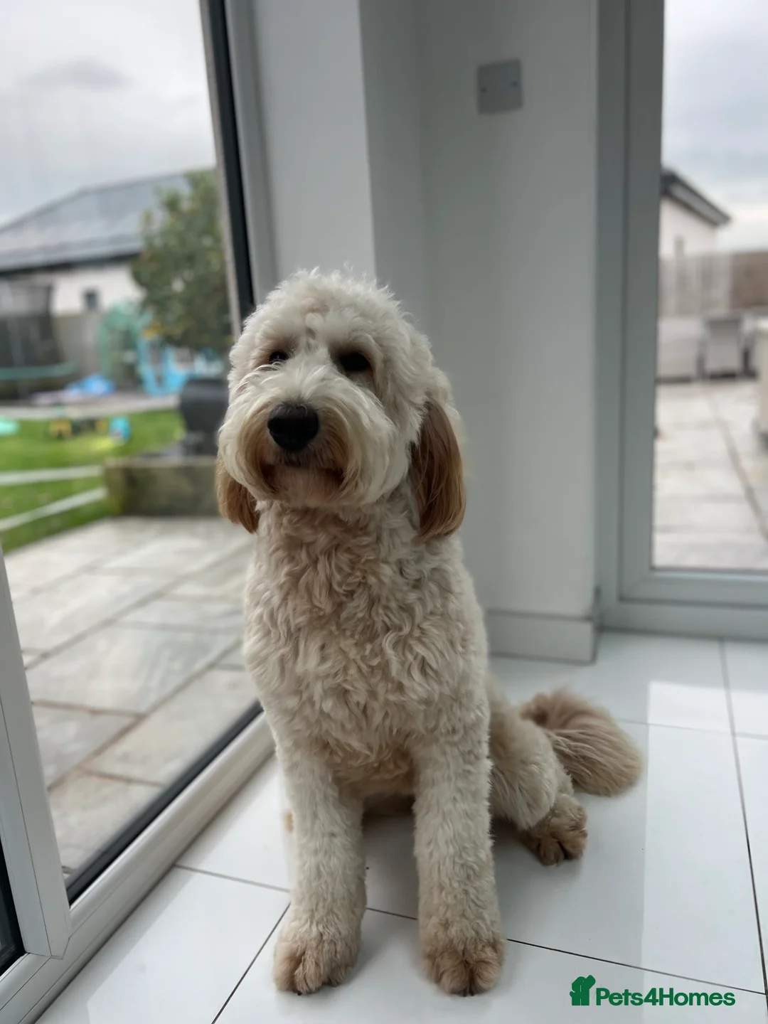Mixed Breed dogs for sale: 🐾 🧸 *Ready Saturday* Beautiful Doodles 💕🐾 - Image 31