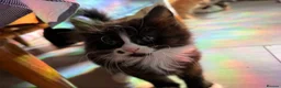 Mixed Breed cats for sale: Beautiful mixed-breed kittens! - Advert 23