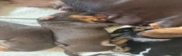 Miniature Dachshund dogs for sale: Stunning miniature dachshund puppies  - Advert 5