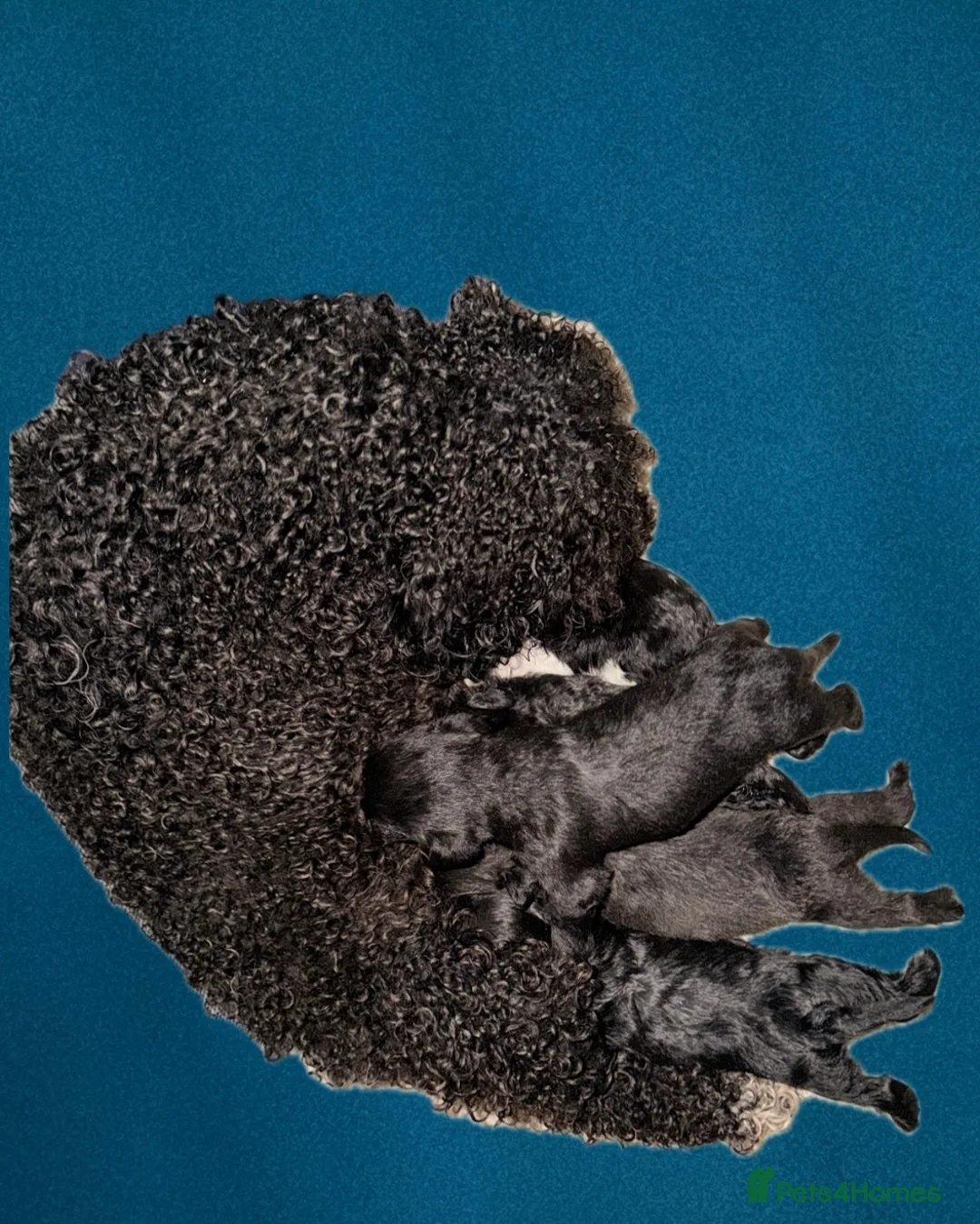 Cockapoo dogs for sale: f2 Cockapoo puppies  - Advert 2