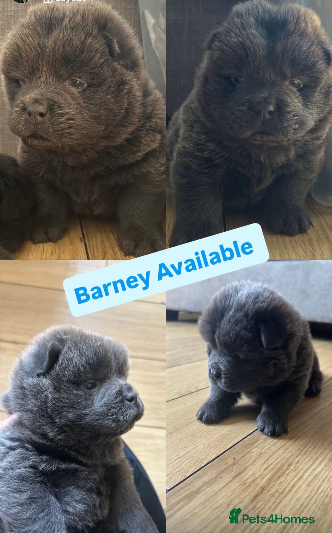 Chow Chow dogs for sale: Beautiful Chow Chow puppies  - Image 3