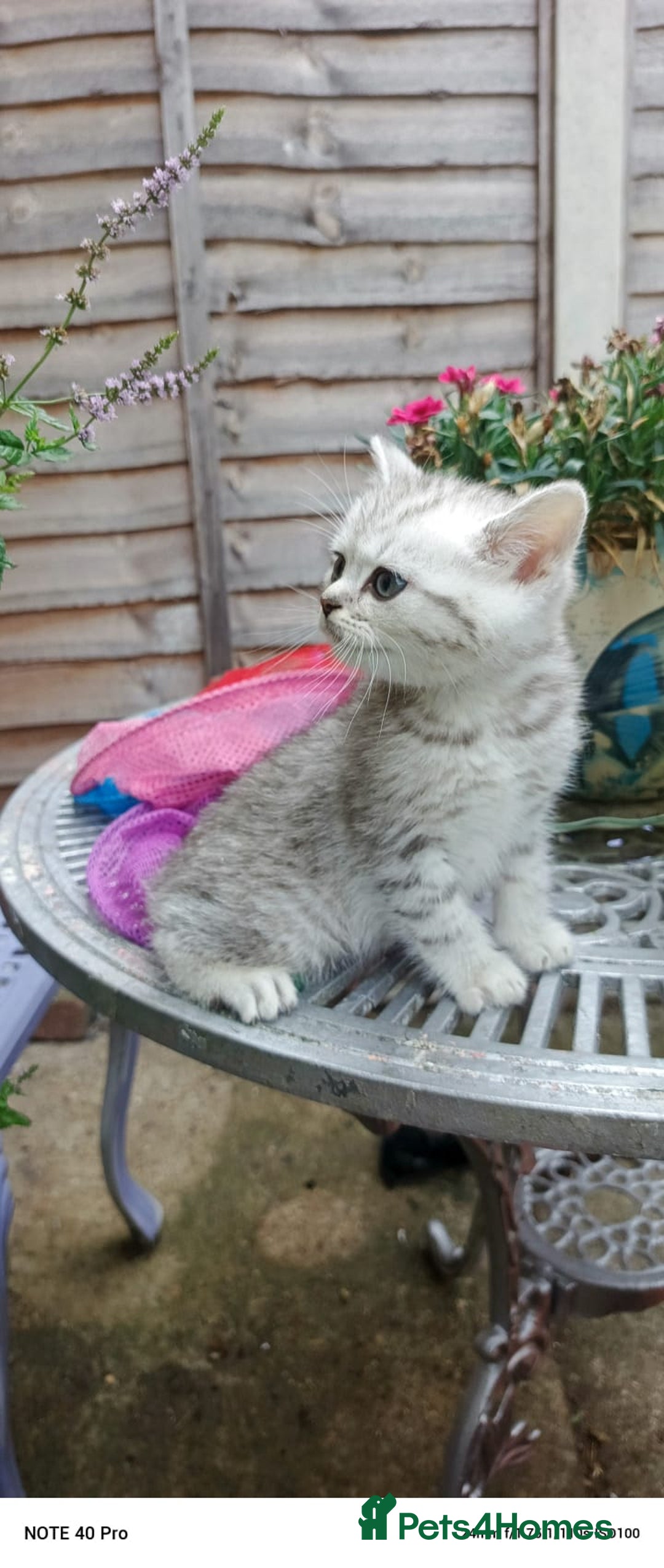 British Shorthair cats for sale: PUre tabby British short hair kittens - Image 17