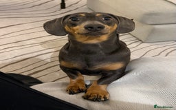 Dachshund dogs for sale: Rehoming our 3 yo dachshund  - Image 13