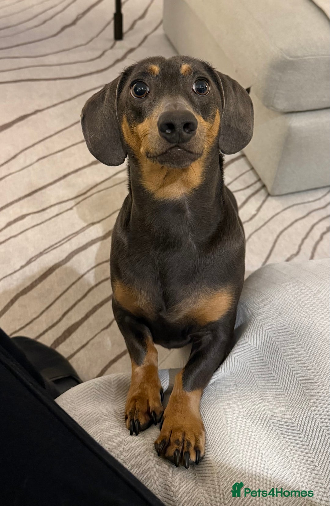 Dachshund dogs for sale: Rehoming our 3 yo dachshund  - Image 13