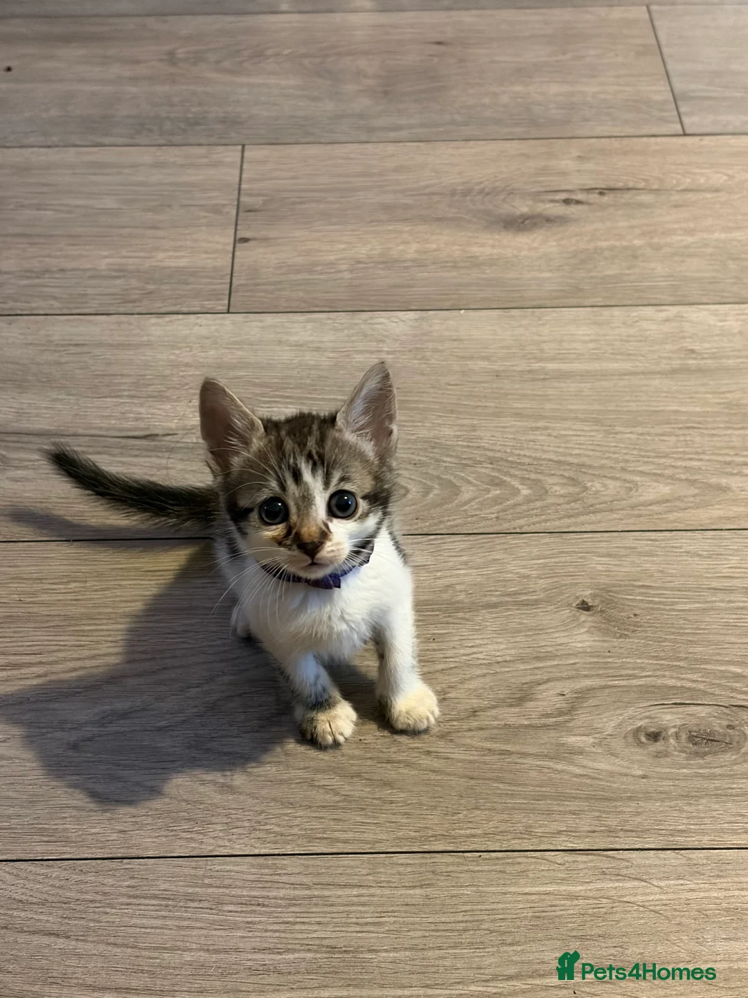 Mixed Breed cats for sale: Bengal X Tabby Mix - Advert 2