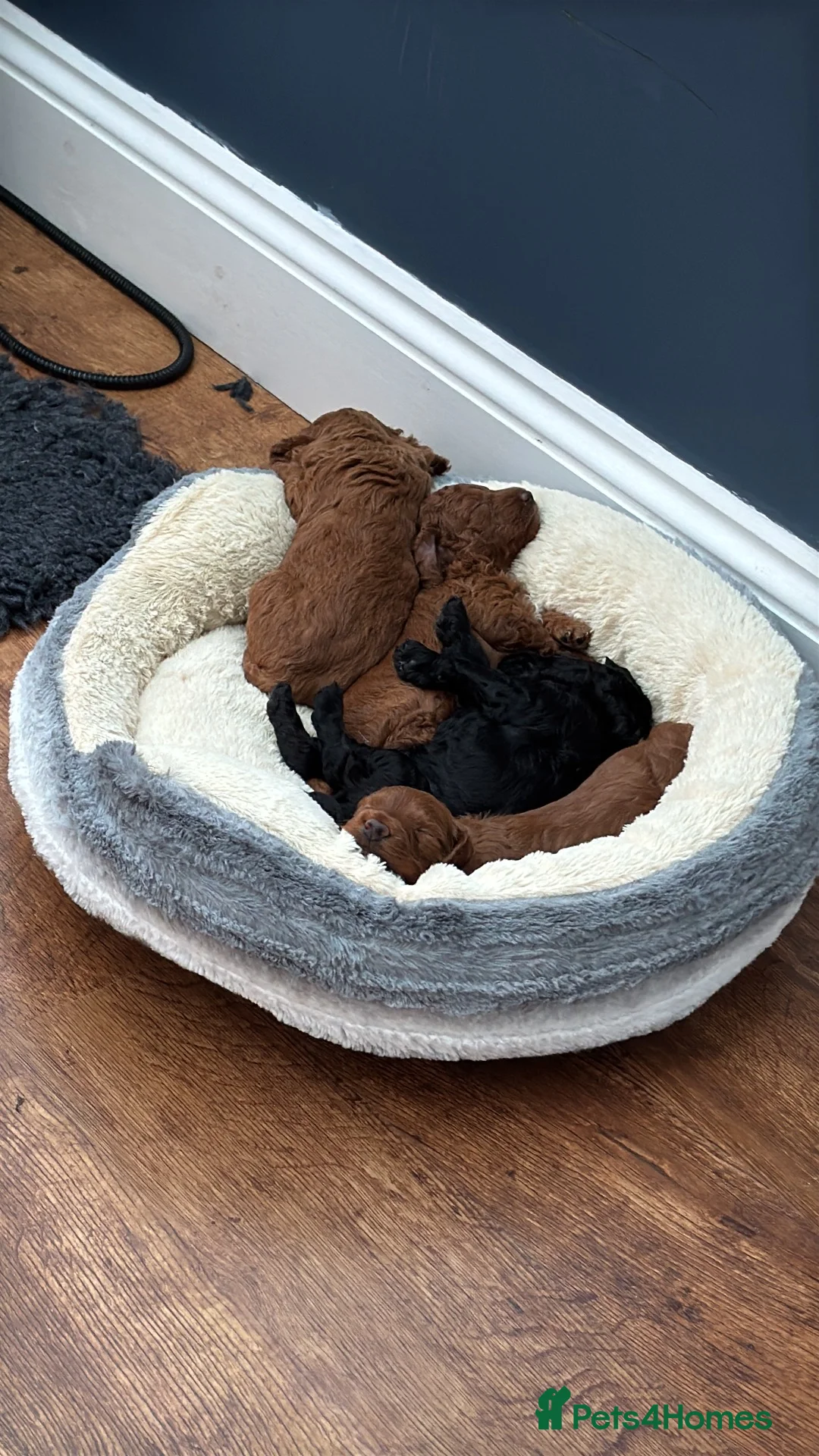 Cockapoo dogs for sale: A gorgeous litter of cockapoos 2 red and 1 black  - Advert 2