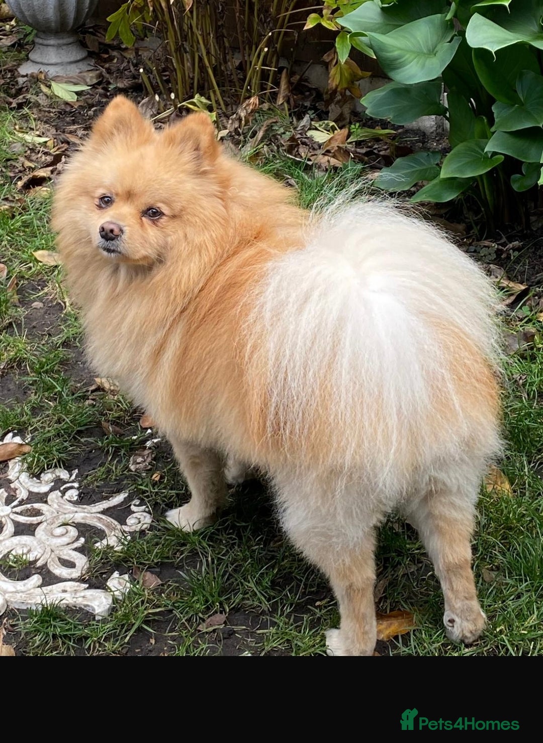 Pomeranian dogs for stud: Purebred Pomeranian for studding - Advert 2