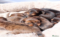 Miniature Dachshund dogs for stud: Silver dapple miniature longhaired dachshund stud in Stowmarket - Image 12