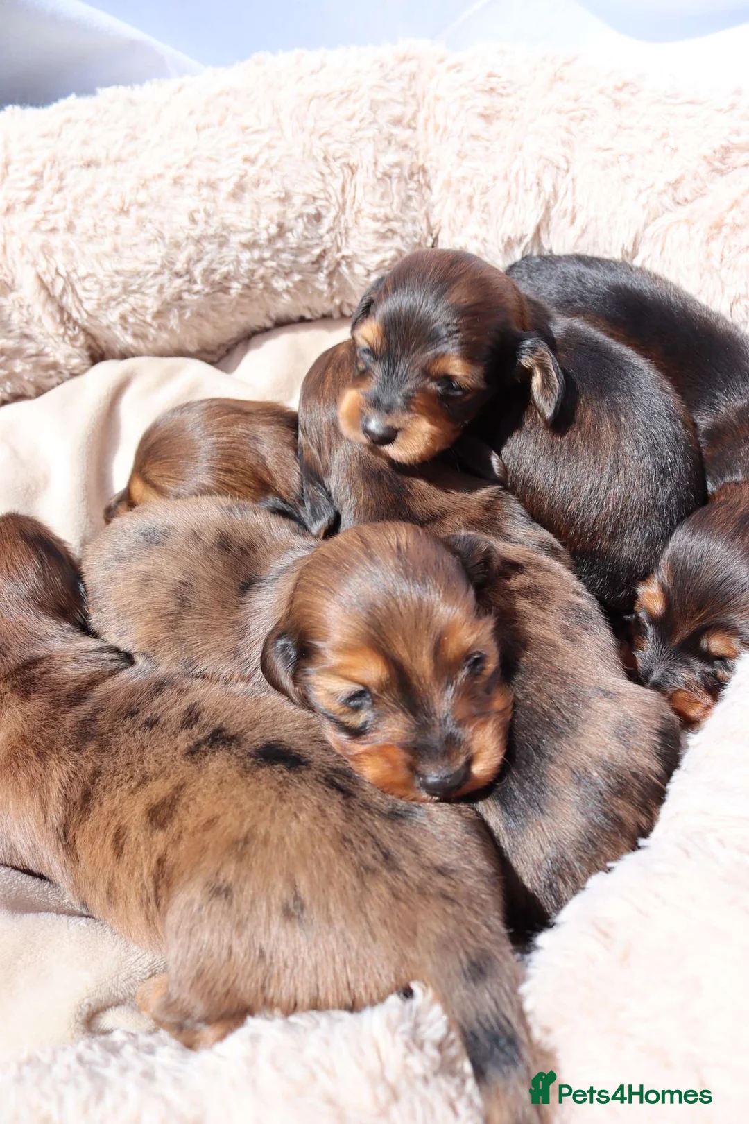 Miniature Dachshund dogs for stud: Silver dapple miniature longhaired dachshund stud in Stowmarket - Advert 12