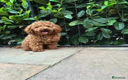 Toy Poodle dogs for sale: KC Toy Poodle Boy - Image 5