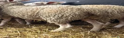 Sheep livestock for sale: Ewe Lambs - Advert 3