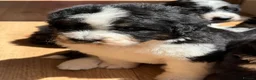 Bernedoodle dogs for sale: Bernadoodle pups homebred  - Advert 4