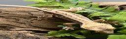 Gecko reptiles for sale: CB25 Crested Geckos | Dalmatian & Lily White  - Advert 5