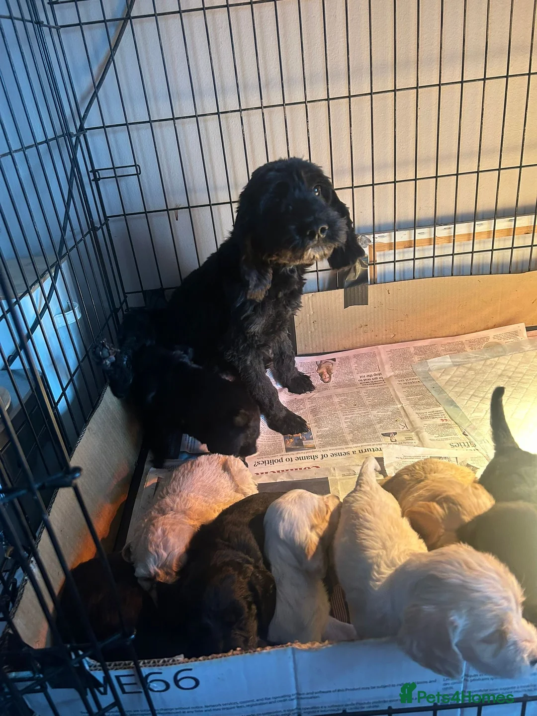 Cockapoo dogs for sale: Cockapoo Pups - Advert 1
