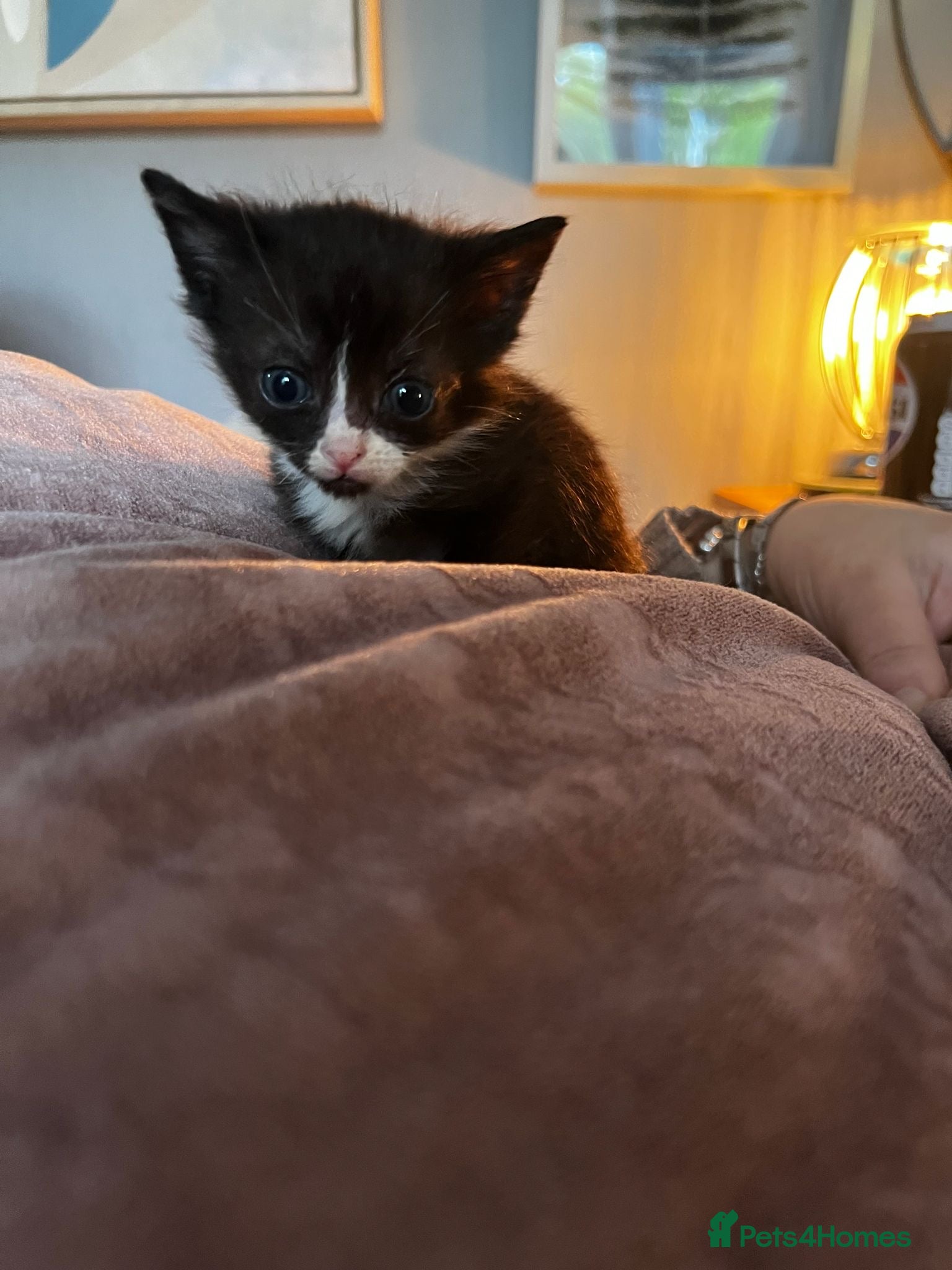 Mixed Breed cats 2 kittens left 1 boy and 1 girl can leave 22/5  - Advert 15