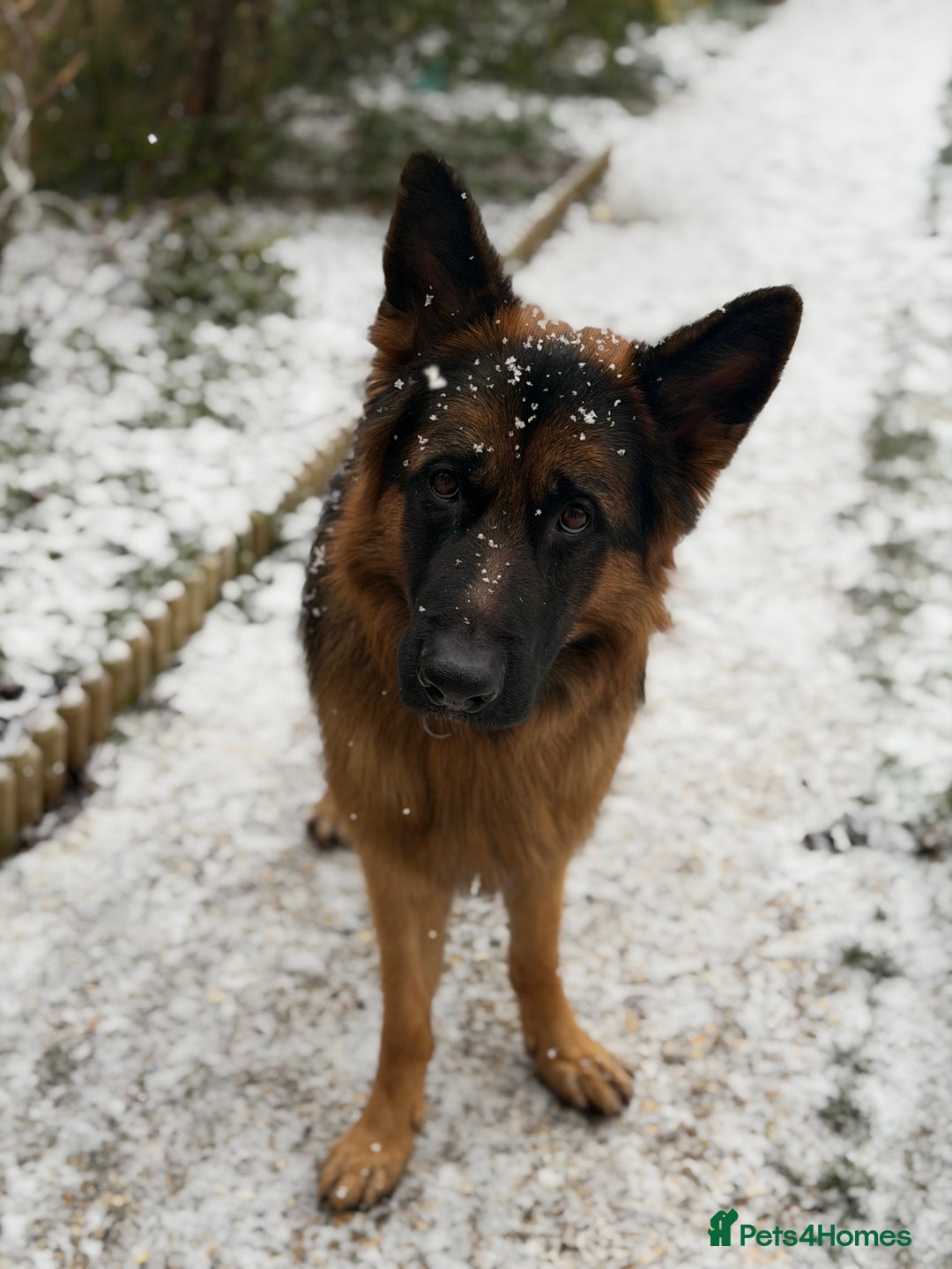 German Shepherd dogs for stud: ** STUD opportunity ** - Advert 3