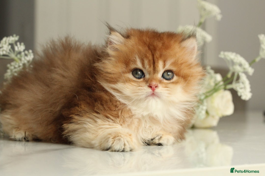 British Longhair cats for sale: Last Golden Chinchilla ny12 LH kitty - Image 12