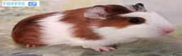 Guinea Pig rodents for sale: Muffin & Friends 🧁 – 6 Baby Guinea Pigs ❤️ - Advert 8