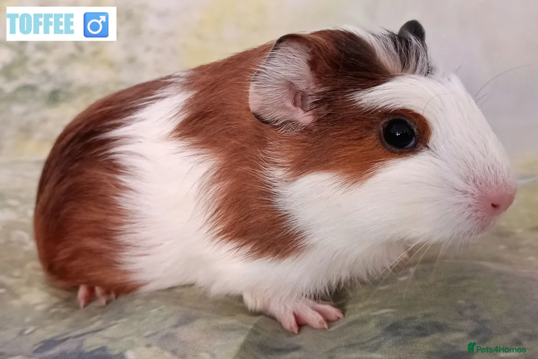 Guinea Pig rodents for sale: Muffin & Friends 🧁 – 6 Baby Guinea Pigs ❤️ - Advert 8