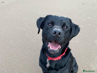 Labrador Retriever dogs - Advert 11