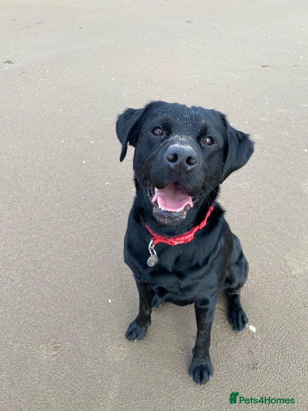 Labrador Retriever dogs for stud: KC Registered Working Labrador Retriever  - Advert 1