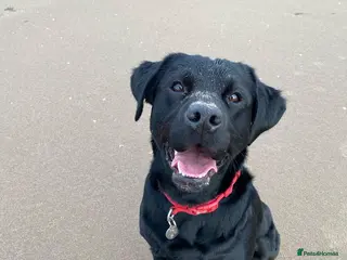 Labrador Retriever dogs KC Registered Working Labrador Retriever - Advert 10