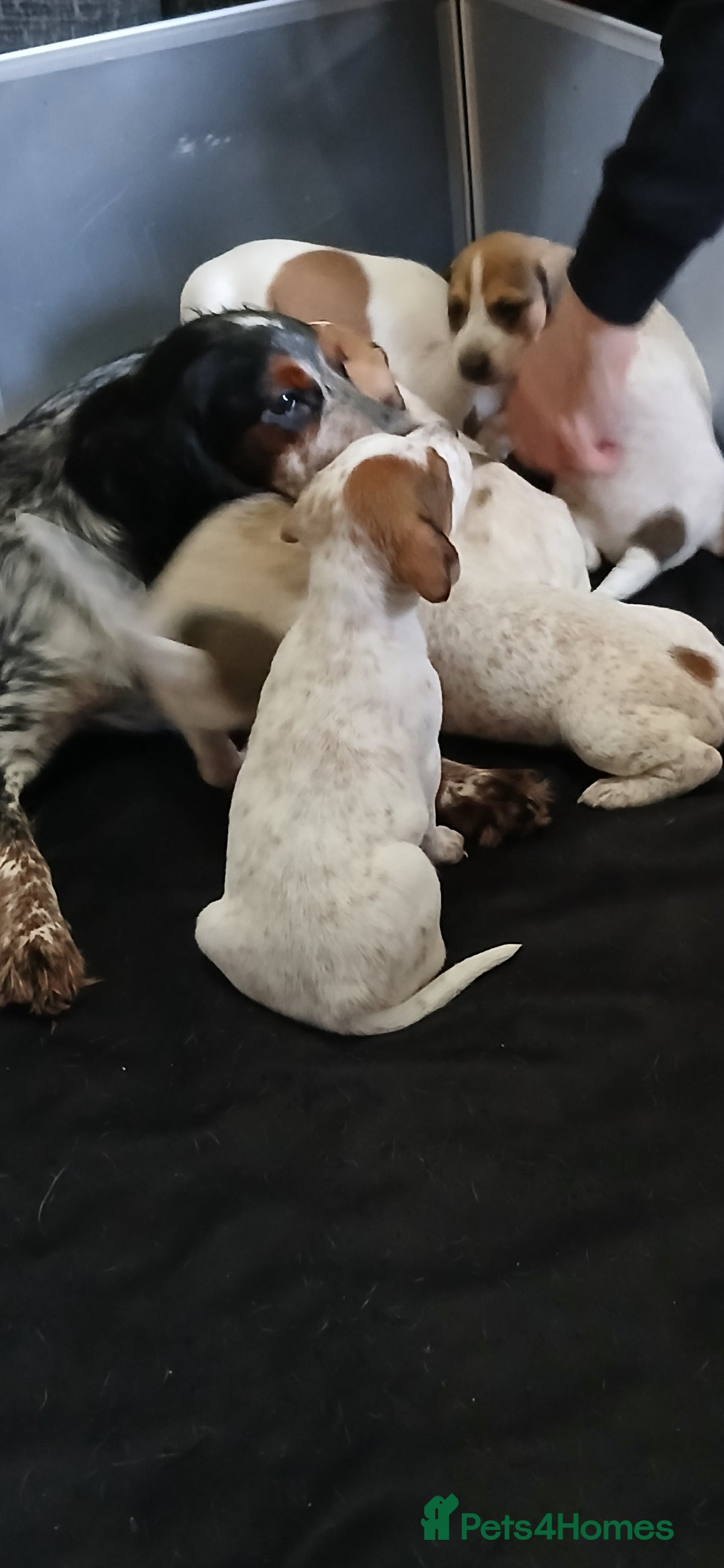 Mixed Breed dogs for sale: Beautiful puppies  - Image 20