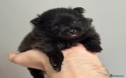 Pomeranian dogs for sale: Four adorable fluffy Pomeranian puppie - Image 13
