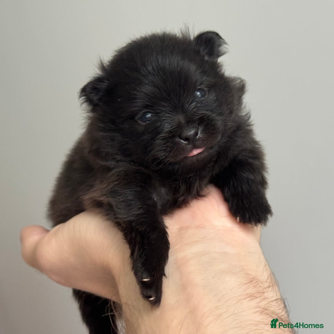 Pomeranian dogs for sale: Four adorable fluffy Pomeranian puppie - Image 13
