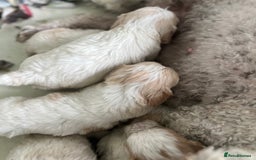 Cavachon dogs for sale: Beautiful Cavashon puppies  - Image 14