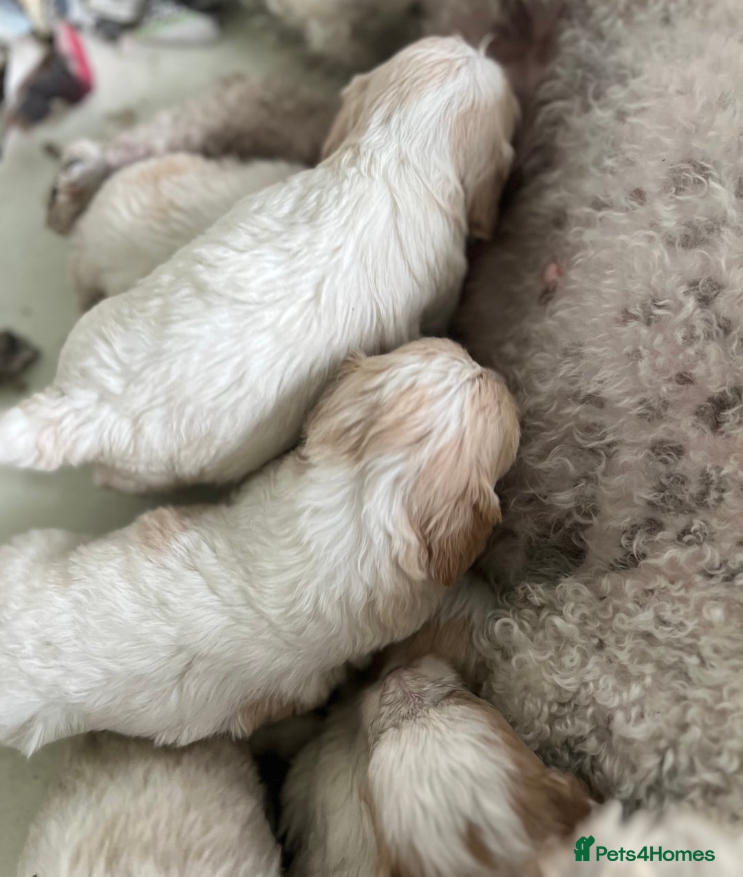 Cavachon dogs for sale: Beautiful Cavashon puppies  - Image 14
