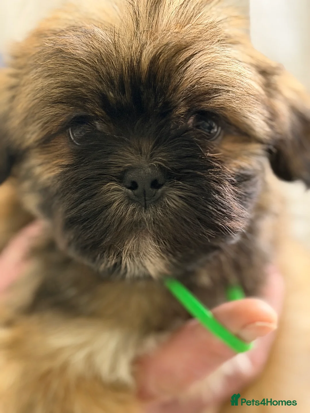 Lhasa Apso dogs for sale: Lhasa Apso male Puppies - Advert 4