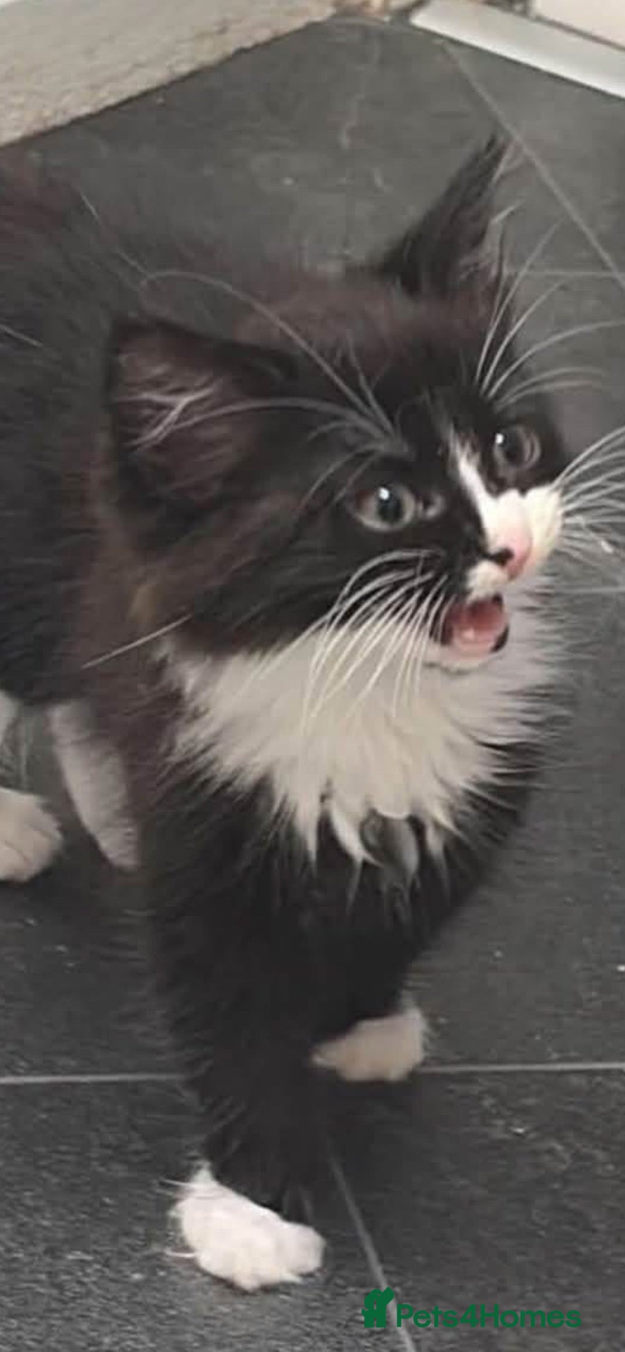 Domestic Shorthair cats Beautiful kittens for sale - Advert 8