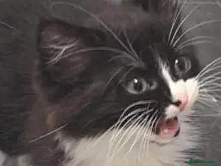 Domestic Shorthair cats Beautiful kittens for sale - Advert 3