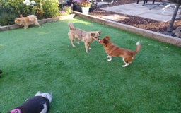 Mixed Breed dogs for adoption: Rielle - Image 9