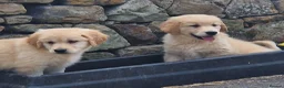 Golden Retriever dogs for sale: Stunning golden Girls - Advert 5