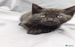 European cats for sale: Beautiful, friendly and playful kittens - Image 26