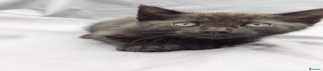 European Kitten 4
