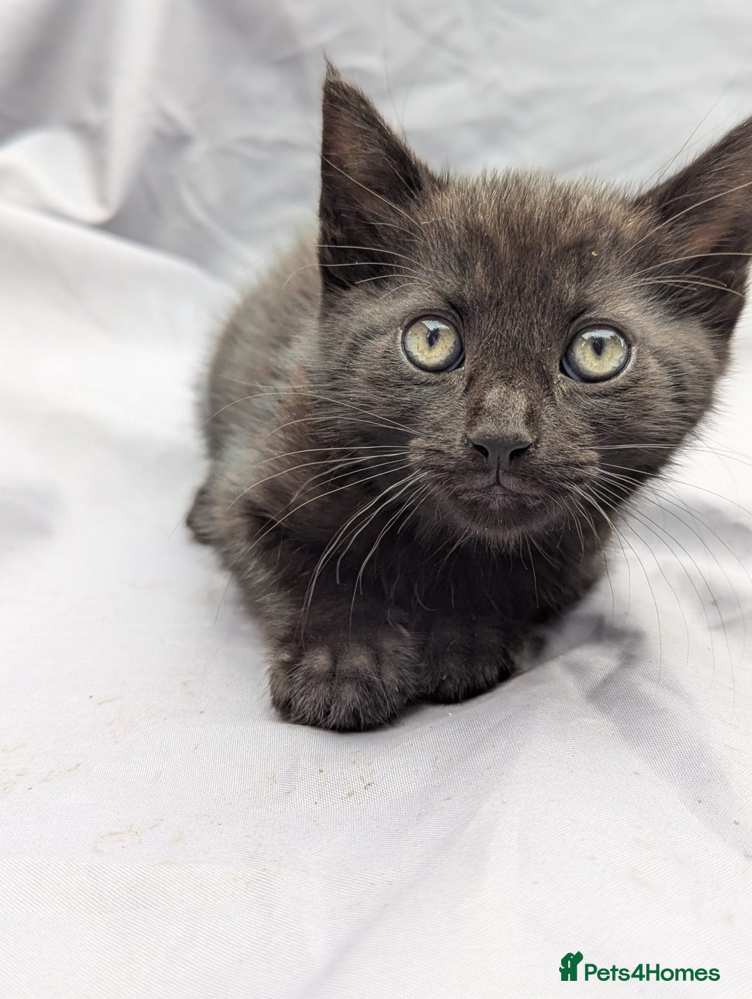 European cats for sale: Beautiful, friendly and playful kittens - Image 26