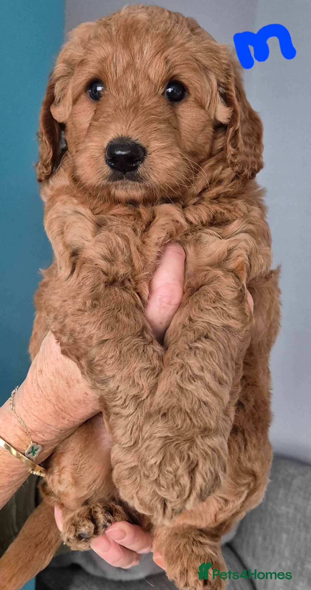 Cockapoo dogs for sale: Cockapoo f1b - Image 10