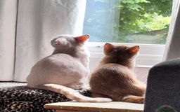 British Shorthair cats for sale: Beautiful British shorthair kittens  - Image 10